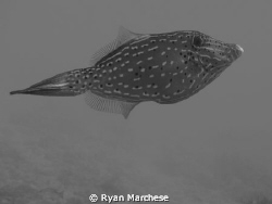 Scrawled filefish by Ryan Marchese 